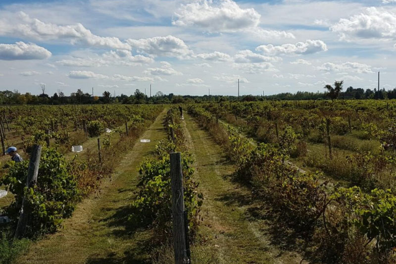 Ottawa Wine and Cider Tour
